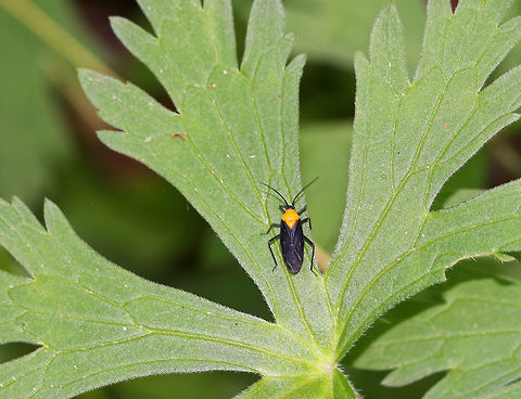 Prepops insitivus Habitat: Rural garden Geotagged,Prepops,Prepops insitivus,Summer,United States,hemiptera,miridae