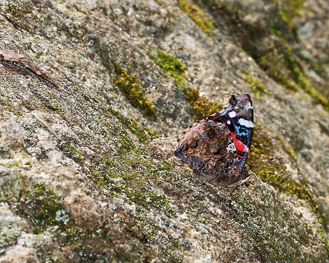 Red Admiral - Vanessa atalanta Habitat: This gorgeous butterfly was blending in beautifully on a rock next to a pond. Geotagged,Red Admiral,Summer,United States,Vanessa,Vanessa atalanta,butterfly