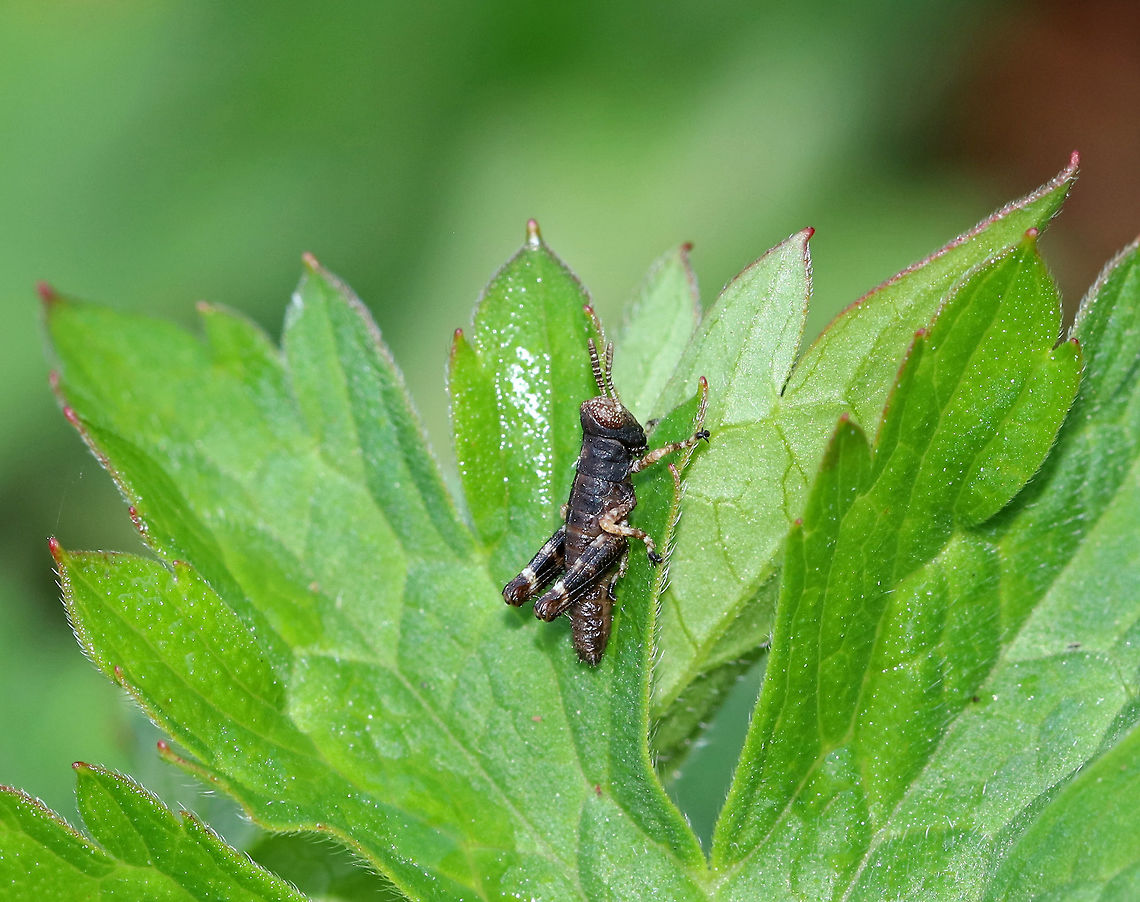 Grasshopper Nymph - Melanoplus sp. Melanoplus sanguinipes?<br />
<br />
Habitat: Rural garden Geotagged,Summer,United States,grasshopper,grasshopper nymph,melanoplus,nymph