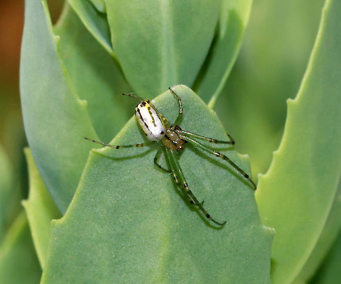 Orchard Orbweaver - Leucauge venusta Habitat: Rural garden Geotagged,Leucauge,Leucauge venusta,Orchard spider,Summer,United States,orbweaver,spider