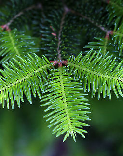 White Spruce - Picea glauca Habitat: Among many others in a stand of spruce. Geotagged,Picea glauca,Summer,United States,White spruce,conifer,picea,skunk spruce,spruce