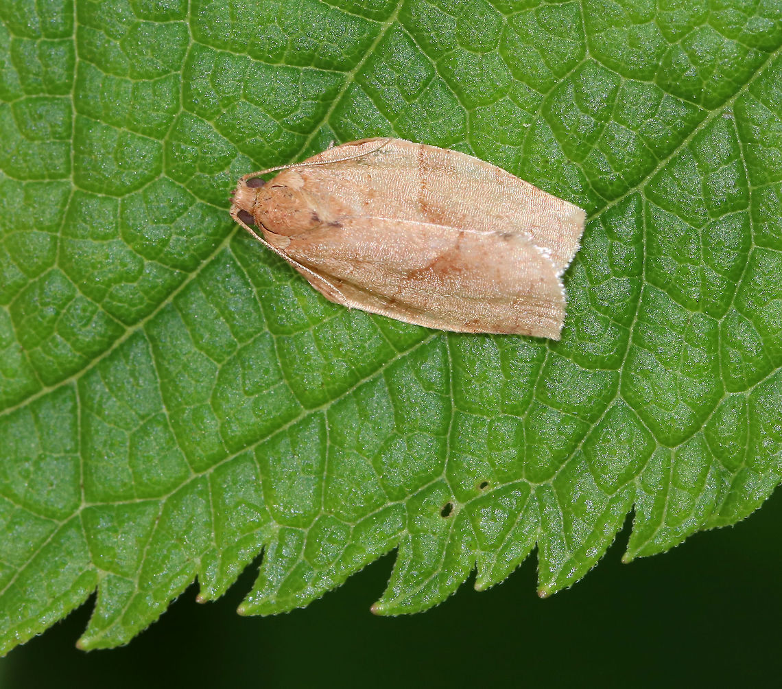 Oblique-banded Leaf Roller - Choristoneura rosaceana A pretty worn individual, but I particularly like the leaf it was resting on. I don&#039;t know what kind of plant it was, but the margin of the leaves were so jagged!<br />
<br />
Habitat: Resting on vegetation beside a pond Choristoneura,Choristoneura rosaceana,Geotagged,Oblique-banded Leaf Roller,Summer,United States,moth