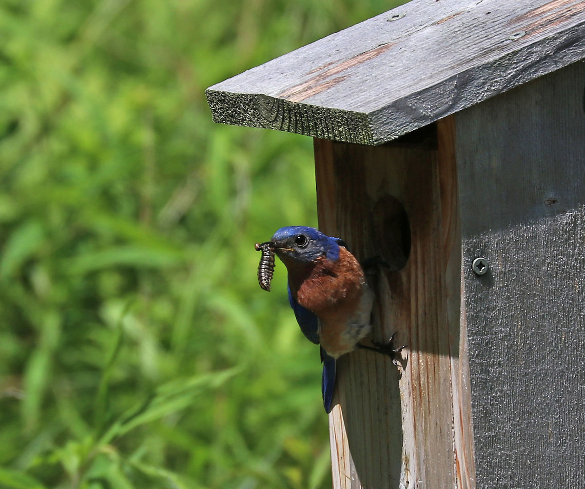 Eastern Bluebird - Sialia sialis This bluebird was busy feeding it&#039;s babies. I watched it go back and forth numerous times, and in this instance, the larva in its mouth was still alive and wriggling. <br />
<br />
Habitat: Nesting box next to a pond Eastern Bluebird,Geotagged,Sialia,Sialia sialis,Summer,United States,bluebird
