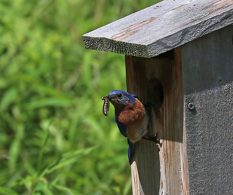 Eastern Bluebird - Sialia sialis This bluebird was busy feeding it's babies. I watched it go back and forth numerous times, and in this instance, the larva in its mouth was still alive and wriggling. 

Habitat: Nesting box next to a pond Eastern Bluebird,Geotagged,Sialia,Sialia sialis,Summer,United States,bluebird