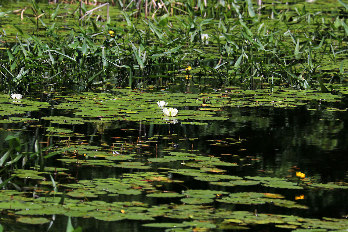 Woodland Pond This pond is such a serene place. I regularly see lots of birds, turtles, insects, and frogs here. There are also beaver and river otter.  Geotagged,Summer,United States,pond