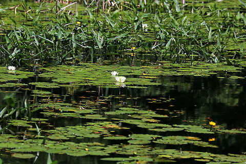 Woodland Pond This pond is such a serene place. I regularly see lots of birds, turtles, insects, and frogs here. There are also beaver and river otter.  Geotagged,Summer,United States,pond