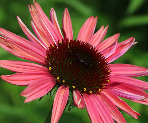 Echinacea purpurea These flowers were a unique pinkish color. I assume they were Echinacea purpurea, maybe just a variety that I'm not familiar with.

Habitat: Rural garden
https://www.jungledragon.com/image/84922/echinacea_purpurea.html Echinacea,Echinacea purpurea,Geotagged,Summer,United States,coneflower
