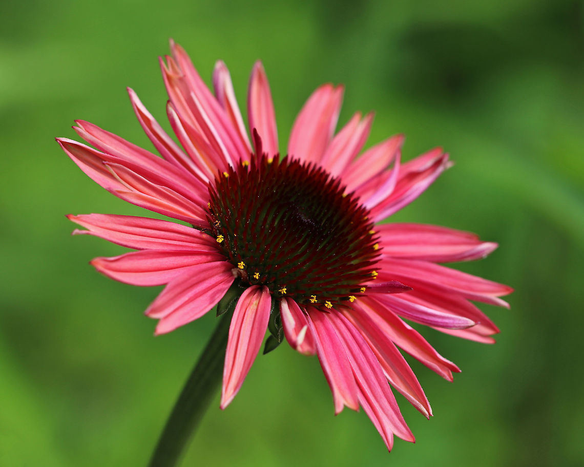 Echinacea purpurea These flowers were a unique pinkish color. I assume they were Echinacea purpurea, maybe just a variety that I&#039;m not familiar with.<br />
<br />
Habitat: Rural garden<br />
<figure class="photo"><a href="https://www.jungledragon.com/image/84921/echinacea_purpurea.html" title="Echinacea purpurea"><img src="https://s3.amazonaws.com/media.jungledragon.com/images/3232/84921_thumb.jpg?AWSAccessKeyId=05GMT0V3GWVNE7GGM1R2&Expires=1759968010&Signature=w8UnA5eGROIsG%2BKlJ7TeThbOQdQ%3D" width="200" height="168" alt="Echinacea purpurea These flowers were a unique pinkish color. I assume they were Echinacea purpurea, maybe just a variety that I&#039;m not familiar with.<br />
<br />
Habitat: Rural garden<br />
https://www.jungledragon.com/image/84922/echinacea_purpurea.html Echinacea,Echinacea purpurea,Geotagged,Summer,United States,coneflower" /></a></figure> Echinacea purpurea,Geotagged,Summer,United States