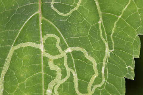 Liriomyza eupatoriella Mines in White Snakeroot (Ageratina altissima) Linear mines on white snakeroot, caused by the agromyzid fly, Liriomyza eupatoriella.

Habitat: Deciduous forest
https://www.jungledragon.com/image/84925/liriomyza_eupatoriella_mines_in_white_snakeroot_ageratina_altissima.html
https://www.jungledragon.com/image/84924/liriomyza_eupatoriella_mines_in_white_snakeroot_ageratina_altissima.html Ageratina,Ageratina altissima,Geotagged,Liriomyza,Liriomyza eupatoriella,Summer,United States,agromyzidae,leaf mine,leaf mines,linear mines,mine,serpentine mines