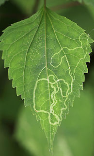 Liriomyza eupatoriella Mines in White Snakeroot (Ageratina altissima) Linear mines on white snakeroot, caused by the agromyzid fly, Liriomyza eupatoriella.

Habitat: Deciduous forest
https://www.jungledragon.com/image/84923/liriomyza_eupatoriella_mines_in_white_snakeroot_ageratina_altissima.html
https://www.jungledragon.com/image/84925/liriomyza_eupatoriella_mines_in_white_snakeroot_ageratina_altissima.html Geotagged,Liriomyza eupatoriella,Summer,United States