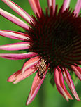 Clouded Plant Bug - Neurocolpus nubilus Habitat: Resting on a flower in a rural garden<br />
https://www.jungledragon.com/image/84928/clouded_plant_bug_-_neurocolpus_nubilus.html Clouded Plant Bug,Geotagged,Neurocolpus,Neurocolpus nubilus,Summer,United States,bug,plant bug
