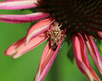 Clouded Plant Bug - Neurocolpus nubilus Habitat: Resting on a flower in a rural garden<br />
https://www.jungledragon.com/image/84927/clouded_plant_bug_-_neurocolpus_nubilus.html Clouded Plant Bug,Geotagged,Neurocolpus nubilus,Summer,United States
