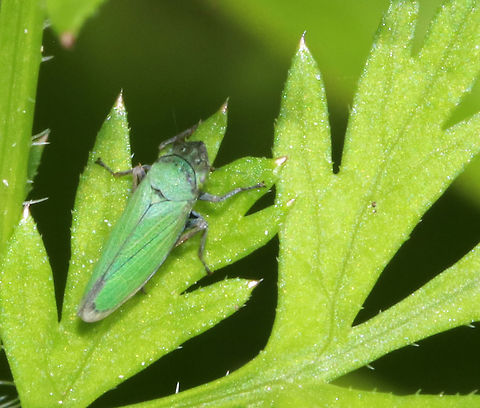 Bog Leafhopper - Helochara communis Habitat: Edge of a wetland Geotagged,Helochara,Helochara communis,Summer,United States,bog leafhopper,leafhopper
