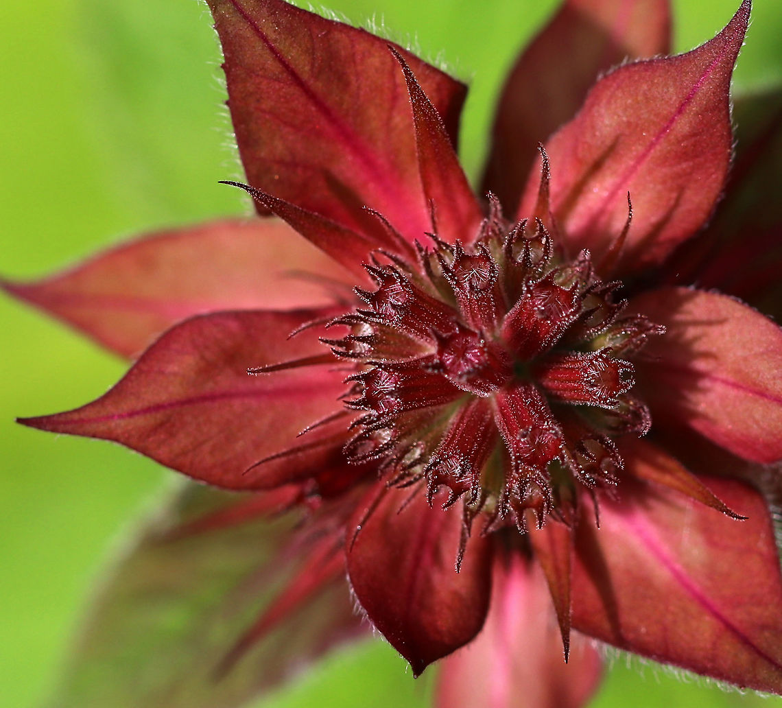 Scarlet Beebalm - Monarda didyma This individual flower definitely lived up to its common name.<br />
<br />
Habitat: Rural garden Geotagged,Monarda,Monarda didyma,Scarlet beebalm,Summer,United States,bee balm