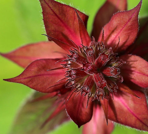 Scarlet Beebalm - Monarda didyma This individual flower definitely lived up to its common name.

Habitat: Rural garden Geotagged,Monarda,Monarda didyma,Scarlet beebalm,Summer,United States,bee balm