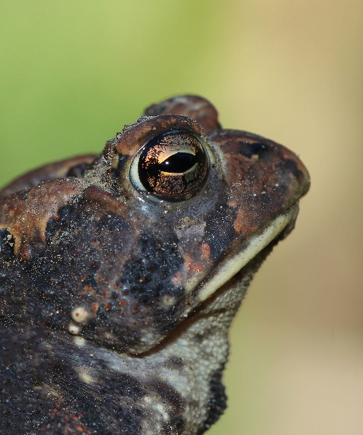 Eastern American Toad - Anaxyrus americanus The coloring and pattern is variable in this subspecies. Their skin color can change depending on habitat, humidity, stress, and temperature.<br />
<br />
Habitat: Rural yard<br />
<figure class="photo"><a href="https://www.jungledragon.com/image/85114/eastern_american_toad_-_anaxyrus_americanus.html" title="Eastern American Toad - Anaxyrus americanus"><img src="https://s3.amazonaws.com/media.jungledragon.com/images/3232/85114_thumb.jpg?AWSAccessKeyId=05GMT0V3GWVNE7GGM1R2&Expires=1763596810&Signature=O59CKk5ed9O3y7ZDliAk%2B4iJivA%3D" width="200" height="156" alt="Eastern American Toad - Anaxyrus americanus The coloring and pattern is variable in this subspecies. Their skin color can change depending on habitat, humidity, stress, and temperature.<br />
<br />
Habitat: Rural yard<br />
https://www.jungledragon.com/image/85116/eastern_american_toad_-_anaxyrus_americanus.html<br />
https://www.jungledragon.com/image/85115/eastern_american_toad_-_anaxyrus_americanus.html<br />
https://www.jungledragon.com/image/85113/eastern_american_toad_-_anaxyrus_americanus.html American toad,Anaxyrus americanus,Fall,Geotagged,United States,toad" /></a></figure><br />
<figure class="photo"><a href="https://www.jungledragon.com/image/85116/eastern_american_toad_-_anaxyrus_americanus.html" title="Eastern American Toad - Anaxyrus americanus"><img src="https://s3.amazonaws.com/media.jungledragon.com/images/3232/85116_thumb.jpg?AWSAccessKeyId=05GMT0V3GWVNE7GGM1R2&Expires=1763596810&Signature=tGygenyY6F%2BwiQ3Vn4GvOg7EkEo%3D" width="200" height="144" alt="Eastern American Toad - Anaxyrus americanus The coloring and pattern is variable in this subspecies. Their skin color can change depending on habitat, humidity, stress, and temperature.<br />
<br />
Habitat: Rural yard<br />
https://www.jungledragon.com/image/85115/eastern_american_toad_-_anaxyrus_americanus.html<br />
https://www.jungledragon.com/image/85114/eastern_american_toad_-_anaxyrus_americanus.html<br />
https://www.jungledragon.com/image/85113/eastern_american_toad_-_anaxyrus_americanus.html American toad,Anaxyrus americanus,Fall,Geotagged,United States" /></a></figure><br />
<figure class="photo"><a href="https://www.jungledragon.com/image/85115/eastern_american_toad_-_anaxyrus_americanus.html" title="Eastern American Toad - Anaxyrus americanus"><img src="https://s3.amazonaws.com/media.jungledragon.com/images/3232/85115_thumb.jpg?AWSAccessKeyId=05GMT0V3GWVNE7GGM1R2&Expires=1763596810&Signature=Udw3kfOVRW4jd%2BT2sRSnZffcqWo%3D" width="102" height="152" alt="Eastern American Toad - Anaxyrus americanus The coloring and pattern is variable in this subspecies. Their skin color can change depending on habitat, humidity, stress, and temperature.<br />
<br />
Habitat: Rural yard<br />
https://www.jungledragon.com/image/85116/eastern_american_toad_-_anaxyrus_americanus.html<br />
https://www.jungledragon.com/image/85114/eastern_american_toad_-_anaxyrus_americanus.html<br />
https://www.jungledragon.com/image/85113/eastern_american_toad_-_anaxyrus_americanus.html American toad,Anaxyrus americanus,Fall,Geotagged,United States" /></a></figure> American toad,Anaxyrus americanus,Fall,Geotagged,United States,toad