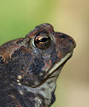 Eastern American Toad - Anaxyrus americanus The coloring and pattern is variable in this subspecies. Their skin color can change depending on habitat, humidity, stress, and temperature.<br />
<br />
Habitat: Rural yard<br />
https://www.jungledragon.com/image/85114/eastern_american_toad_-_anaxyrus_americanus.html<br />
https://www.jungledragon.com/image/85116/eastern_american_toad_-_anaxyrus_americanus.html<br />
https://www.jungledragon.com/image/85115/eastern_american_toad_-_anaxyrus_americanus.html American toad,Anaxyrus americanus,Fall,Geotagged,United States,toad