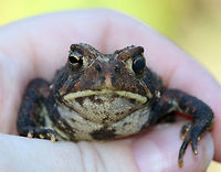 Eastern American Toad - Anaxyrus americanus The coloring and pattern is variable in this subspecies. Their skin color can change depending on habitat, humidity, stress, and temperature.<br />
<br />
Habitat: Rural yard<br />
https://www.jungledragon.com/image/85116/eastern_american_toad_-_anaxyrus_americanus.html<br />
https://www.jungledragon.com/image/85115/eastern_american_toad_-_anaxyrus_americanus.html<br />
https://www.jungledragon.com/image/85113/eastern_american_toad_-_anaxyrus_americanus.html American toad,Anaxyrus americanus,Fall,Geotagged,United States,toad