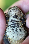Eastern American Toad - Anaxyrus americanus The coloring and pattern is variable in this subspecies. Their skin color can change depending on habitat, humidity, stress, and temperature.<br />
<br />
Habitat: Rural yard<br />
https://www.jungledragon.com/image/85116/eastern_american_toad_-_anaxyrus_americanus.html<br />
https://www.jungledragon.com/image/85114/eastern_american_toad_-_anaxyrus_americanus.html<br />
https://www.jungledragon.com/image/85113/eastern_american_toad_-_anaxyrus_americanus.html American toad,Anaxyrus americanus,Fall,Geotagged,United States