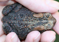 Eastern American Toad - Anaxyrus americanus The coloring and pattern is variable in this subspecies. Their skin color can change depending on habitat, humidity, stress, and temperature.<br />
<br />
Habitat: Rural yard<br />
https://www.jungledragon.com/image/85115/eastern_american_toad_-_anaxyrus_americanus.html<br />
https://www.jungledragon.com/image/85114/eastern_american_toad_-_anaxyrus_americanus.html<br />
https://www.jungledragon.com/image/85113/eastern_american_toad_-_anaxyrus_americanus.html American toad,Anaxyrus americanus,Fall,Geotagged,United States