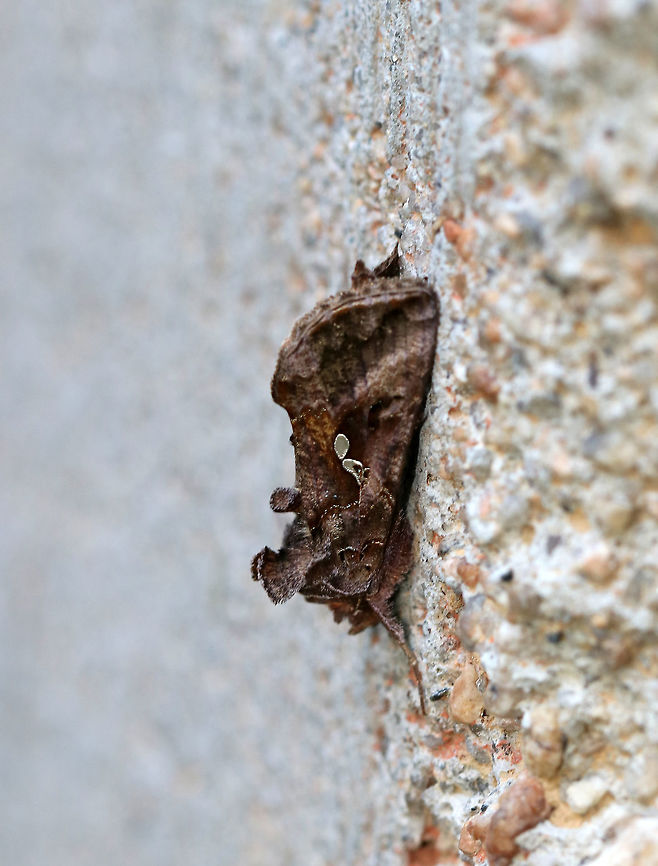 Common Looper - Autographa precationis Total length: ~20 mm. Brown forewing with bronze and lilac sheen. Stigma is variable and is typically fused. Thin, reddish collar.<br />
<br />
Habitat: Resting on the foundation of a house during the daytime Autographa precationis,Common Looper Moth,Fall,Geotagged,United States,looper,moth