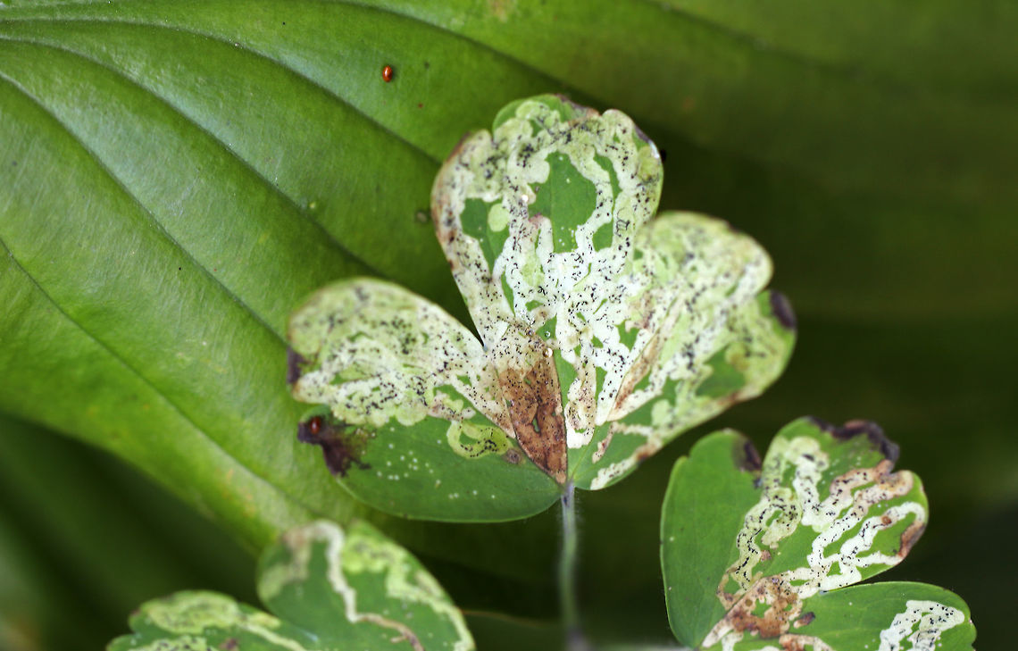Phytomyza aquilegivora - Columbine Leafminer The Columbine leaves on this plant were covered in mines and pupae!<br />
<br />
Habitat: Rural garden<br />
<figure class="photo"><a href="https://www.jungledragon.com/image/85119/phytomyza_aquilegivora_larva-_columbine_leafminer.html" title="Phytomyza aquilegivora Larva- Columbine Leafminer"><img src="https://s3.amazonaws.com/media.jungledragon.com/images/3232/85119_thumb.jpg?AWSAccessKeyId=05GMT0V3GWVNE7GGM1R2&Expires=1759968010&Signature=MVeg8o0sleMsCfRXUEBBvSUH%2FLs%3D" width="200" height="168" alt="Phytomyza aquilegivora Larva- Columbine Leafminer In this photo, you can see the larva at the end of the mine.<br />
<br />
The Columbine leaves on this plant were covered in mines and pupae!<br />
<br />
Habitat: Rural garden<br />
https://www.jungledragon.com/image/85120/phytomyza_aquilegivora_pupa_-_columbine_leafminer.html<br />
https://www.jungledragon.com/image/85118/phytomyza_aquilegivora_-_columbine_leafminer.html<br />
https://www.jungledragon.com/image/85121/phytomyza_aquilegivora_-_columbine_leafminer.html Columbine Leafminer,Fall,Geotagged,Phytomyza aquilegivora,United States" /></a></figure><br />
<figure class="photo"><a href="https://www.jungledragon.com/image/85120/phytomyza_aquilegivora_pupa_-_columbine_leafminer.html" title="Phytomyza aquilegivora Pupa - Columbine Leafminer"><img src="https://s3.amazonaws.com/media.jungledragon.com/images/3232/85120_thumb.jpg?AWSAccessKeyId=05GMT0V3GWVNE7GGM1R2&Expires=1759968010&Signature=fcoESTKTghb0I4k9BRMR5lcATig%3D" width="200" height="144" alt="Phytomyza aquilegivora Pupa - Columbine Leafminer This photo shows the pupa. The Columbine leaves on this plant were covered in mines and pupae!<br />
<br />
Habitat: Rural garden<br />
https://www.jungledragon.com/image/85121/phytomyza_aquilegivora_-_columbine_leafminer.html<br />
https://www.jungledragon.com/image/85119/phytomyza_aquilegivora_larva-_columbine_leafminer.html<br />
https://www.jungledragon.com/image/85118/phytomyza_aquilegivora_-_columbine_leafminer.html Columbine Leafminer,Fall,Geotagged,Phytomyza aquilegivora,United States" /></a></figure><br />
<figure class="photo"><a href="https://www.jungledragon.com/image/85121/phytomyza_aquilegivora_-_columbine_leafminer.html" title="Phytomyza aquilegivora - Columbine Leafminer"><img src="https://s3.amazonaws.com/media.jungledragon.com/images/3232/85121_thumb.jpg?AWSAccessKeyId=05GMT0V3GWVNE7GGM1R2&Expires=1759968010&Signature=s7792ueJie1%2BbHMz2OmZL16AzZg%3D" width="200" height="174" alt="Phytomyza aquilegivora - Columbine Leafminer The Columbine leaves on this plant were covered in mines and pupae!<br />
<br />
Habitat: Rural garden<br />
https://www.jungledragon.com/image/85118/phytomyza_aquilegivora_-_columbine_leafminer.html<br />
https://www.jungledragon.com/image/85120/phytomyza_aquilegivora_pupa_-_columbine_leafminer.html<br />
https://www.jungledragon.com/image/85119/phytomyza_aquilegivora_larva-_columbine_leafminer.html Columbine Leafminer,Fall,Geotagged,Phytomyza aquilegivora,United States" /></a></figure> Agromyzidae,Fall,Geotagged,Phytomyza aquilegivora,United States,agromyzid,leaf mine,leaf miner,leafminer,mine