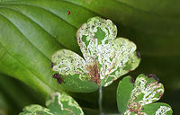 Phytomyza aquilegivora - Columbine Leafminer The Columbine leaves on this plant were covered in mines and pupae!<br />
<br />
Habitat: Rural garden<br />
https://www.jungledragon.com/image/85119/phytomyza_aquilegivora_larva-_columbine_leafminer.html<br />
https://www.jungledragon.com/image/85120/phytomyza_aquilegivora_pupa_-_columbine_leafminer.html<br />
https://www.jungledragon.com/image/85121/phytomyza_aquilegivora_-_columbine_leafminer.html Agromyzidae,Fall,Geotagged,Phytomyza aquilegivora,United States,agromyzid,leaf mine,leaf miner,leafminer,mine