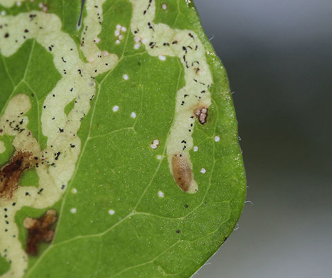 Phytomyza aquilegivora Larva- Columbine Leafminer In this photo, you can see the larva at the end of the mine.
The Columbine leaves on this plant were covered in mines and pupae!
Habitat: Rural garden
https://www.jungledragon.com/image/85120/phytomyza_aquilegivora_pupa_-_columbine_leafminer.html
https://www.jungledragon.com/image/85118/phytomyza_aquilegivora_-_columbine_leafminer.html
https://www.jungledragon.com/image/85121/phytomyza_aquilegivora_-_columbine_leafminer.html Columbine Leafminer,Fall,Geotagged,Phytomyza aquilegivora,United States