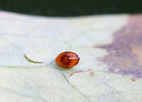 Phytomyza aquilegivora Pupa - Columbine Leafminer This photo shows the pupa. The Columbine leaves on this plant were covered in mines and pupae!<br />
<br />
Habitat: Rural garden<br />
https://www.jungledragon.com/image/85121/phytomyza_aquilegivora_-_columbine_leafminer.html<br />
https://www.jungledragon.com/image/85119/phytomyza_aquilegivora_larva-_columbine_leafminer.html<br />
https://www.jungledragon.com/image/85118/phytomyza_aquilegivora_-_columbine_leafminer.html Columbine Leafminer,Fall,Geotagged,Phytomyza aquilegivora,United States