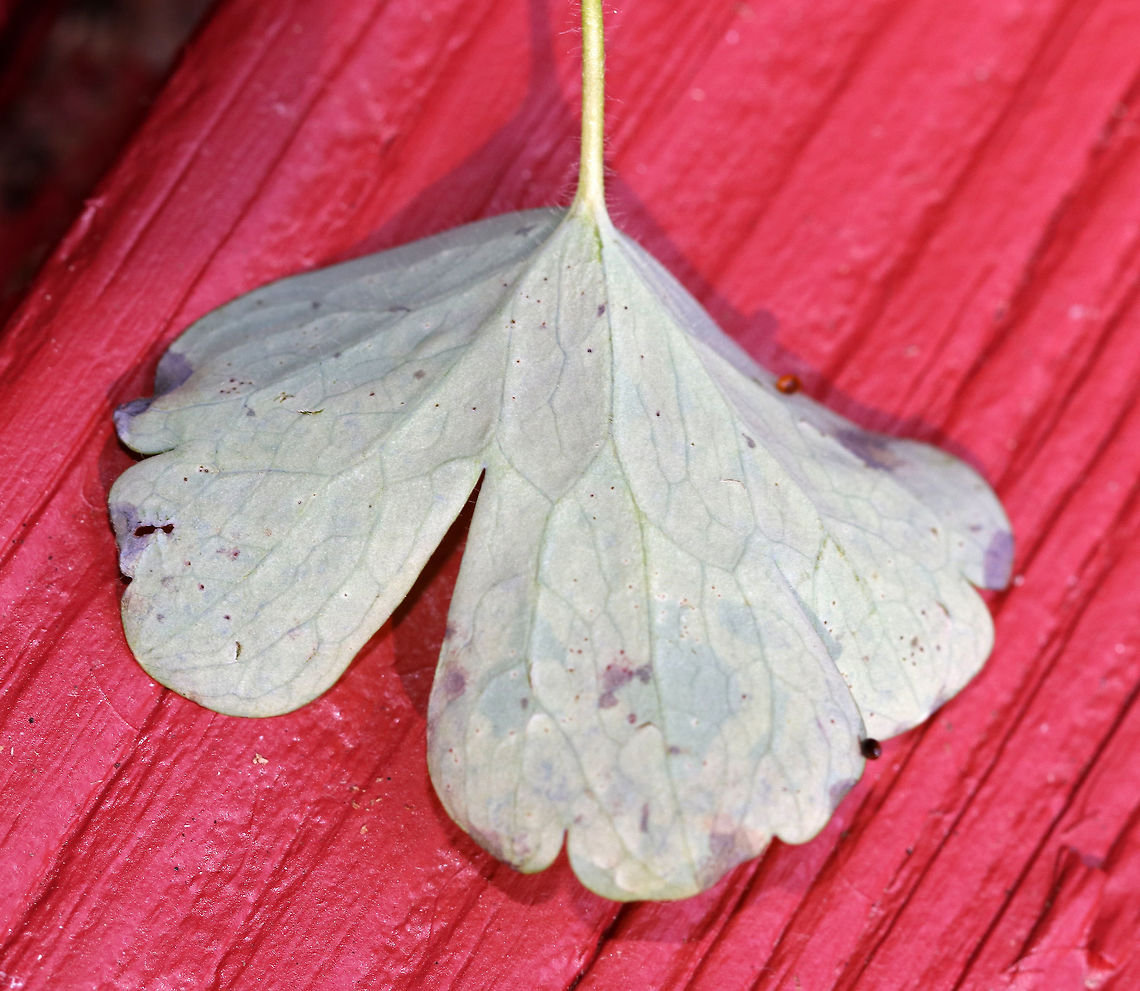 Phytomyza aquilegivora - Columbine Leafminer The Columbine leaves on this plant were covered in mines and pupae!<br />
<br />
Habitat: Rural garden<br />
<figure class="photo"><a href="https://www.jungledragon.com/image/85118/phytomyza_aquilegivora_-_columbine_leafminer.html" title="Phytomyza aquilegivora - Columbine Leafminer"><img src="https://s3.amazonaws.com/media.jungledragon.com/images/3232/85118_thumb.jpg?AWSAccessKeyId=05GMT0V3GWVNE7GGM1R2&Expires=1759968010&Signature=23oxy8y9FQUByFjVMogdUcaexqo%3D" width="200" height="128" alt="Phytomyza aquilegivora - Columbine Leafminer The Columbine leaves on this plant were covered in mines and pupae!<br />
<br />
Habitat: Rural garden<br />
https://www.jungledragon.com/image/85119/phytomyza_aquilegivora_larva-_columbine_leafminer.html<br />
https://www.jungledragon.com/image/85120/phytomyza_aquilegivora_pupa_-_columbine_leafminer.html<br />
https://www.jungledragon.com/image/85121/phytomyza_aquilegivora_-_columbine_leafminer.html Agromyzidae,Fall,Geotagged,Phytomyza aquilegivora,United States,agromyzid,leaf mine,leaf miner,leafminer,mine" /></a></figure><br />
<figure class="photo"><a href="https://www.jungledragon.com/image/85120/phytomyza_aquilegivora_pupa_-_columbine_leafminer.html" title="Phytomyza aquilegivora Pupa - Columbine Leafminer"><img src="https://s3.amazonaws.com/media.jungledragon.com/images/3232/85120_thumb.jpg?AWSAccessKeyId=05GMT0V3GWVNE7GGM1R2&Expires=1759968010&Signature=fcoESTKTghb0I4k9BRMR5lcATig%3D" width="200" height="144" alt="Phytomyza aquilegivora Pupa - Columbine Leafminer This photo shows the pupa. The Columbine leaves on this plant were covered in mines and pupae!<br />
<br />
Habitat: Rural garden<br />
https://www.jungledragon.com/image/85121/phytomyza_aquilegivora_-_columbine_leafminer.html<br />
https://www.jungledragon.com/image/85119/phytomyza_aquilegivora_larva-_columbine_leafminer.html<br />
https://www.jungledragon.com/image/85118/phytomyza_aquilegivora_-_columbine_leafminer.html Columbine Leafminer,Fall,Geotagged,Phytomyza aquilegivora,United States" /></a></figure><br />
<figure class="photo"><a href="https://www.jungledragon.com/image/85119/phytomyza_aquilegivora_larva-_columbine_leafminer.html" title="Phytomyza aquilegivora Larva- Columbine Leafminer"><img src="https://s3.amazonaws.com/media.jungledragon.com/images/3232/85119_thumb.jpg?AWSAccessKeyId=05GMT0V3GWVNE7GGM1R2&Expires=1759968010&Signature=MVeg8o0sleMsCfRXUEBBvSUH%2FLs%3D" width="200" height="168" alt="Phytomyza aquilegivora Larva- Columbine Leafminer In this photo, you can see the larva at the end of the mine.<br />
<br />
The Columbine leaves on this plant were covered in mines and pupae!<br />
<br />
Habitat: Rural garden<br />
https://www.jungledragon.com/image/85120/phytomyza_aquilegivora_pupa_-_columbine_leafminer.html<br />
https://www.jungledragon.com/image/85118/phytomyza_aquilegivora_-_columbine_leafminer.html<br />
https://www.jungledragon.com/image/85121/phytomyza_aquilegivora_-_columbine_leafminer.html Columbine Leafminer,Fall,Geotagged,Phytomyza aquilegivora,United States" /></a></figure> Columbine Leafminer,Fall,Geotagged,Phytomyza aquilegivora,United States