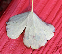 Phytomyza aquilegivora - Columbine Leafminer The Columbine leaves on this plant were covered in mines and pupae!<br />
<br />
Habitat: Rural garden<br />
https://www.jungledragon.com/image/85118/phytomyza_aquilegivora_-_columbine_leafminer.html<br />
https://www.jungledragon.com/image/85120/phytomyza_aquilegivora_pupa_-_columbine_leafminer.html<br />
https://www.jungledragon.com/image/85119/phytomyza_aquilegivora_larva-_columbine_leafminer.html Columbine Leafminer,Fall,Geotagged,Phytomyza aquilegivora,United States