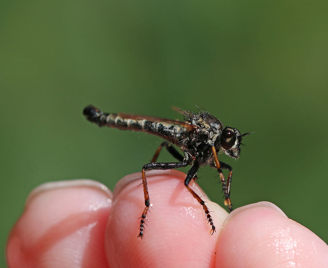 Robberfly - Family Asilidae, Subfamily Asilinae I rescued this robberfly from drowning in a bird bath. It stood on my fingers for a few minutes afterwards while it recovered enough to fly away.<br />
<br />
Habitat: Rural yard Asilidae,Fall,Geotagged,United States,asilinae,fly,robberfly