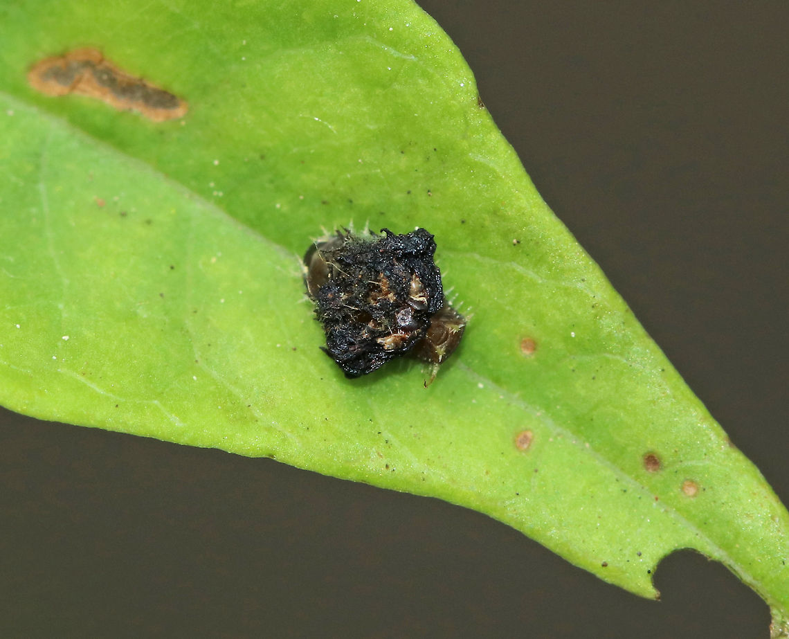 Golden Tortoise Beetle Larva - Charidotella sexpunctata The larvae of the Golden Tortoise Beetle have broad, flattened bodies that are adorned with branched spines. They carry their cast skins and fecal material on their back - attached to spines arising from the posterior end of their body, a structure called an &quot;anal fork.&quot; The anal fork is used to hold the debris over the back of the body, forming a fecal shield that deters predation.<br />
<br />
Habitat: Rural garden<br />
<figure class="photo"><a href="https://www.jungledragon.com/image/85184/golden_tortoise_beetle_larva_-_charidotella_sexpunctata.html" title="Golden Tortoise Beetle Larva - Charidotella sexpunctata"><img src="https://s3.amazonaws.com/media.jungledragon.com/images/3232/85184_thumb.jpg?AWSAccessKeyId=05GMT0V3GWVNE7GGM1R2&Expires=1759968010&Signature=yJsraf7OOIqXQ4%2BdviyNszoh1G0%3D" width="200" height="158" alt="Golden Tortoise Beetle Larva - Charidotella sexpunctata The larvae of the Golden Tortoise Beetle have broad, flattened bodies that are adorned with branched spines. They carry their cast skins and fecal material on their back - attached to spines arising from the posterior end of their body, a structure called an &quot;anal fork.&quot; The anal fork is used to hold the debris over the back of the body, forming a fecal shield that deters predation.<br />
<br />
Habitat: Rural garden<br />
https://www.jungledragon.com/image/85183/golden_tortoise_beetle_larva_-_charidotella_sexpunctata.html Charidotella sexpunctata,Geotagged,Golden Tortoise Beetle,Summer,United States" /></a></figure> Charidotella sexpunctata,Geotagged,Golden Tortoise Beetle,Summer,United States,beetle larva,fecal shield,larva,larvae,tortoise beetle larva