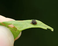 Golden Tortoise Beetle Larva - Charidotella sexpunctata The larvae of the Golden Tortoise Beetle have broad, flattened bodies that are adorned with branched spines. They carry their cast skins and fecal material on their back - attached to spines arising from the posterior end of their body, a structure called an "anal fork." The anal fork is used to hold the debris over the back of the body, forming a fecal shield that deters predation.<br />
<br />
Habitat: Rural garden<br />
https://www.jungledragon.com/image/85183/golden_tortoise_beetle_larva_-_charidotella_sexpunctata.html Charidotella sexpunctata,Geotagged,Golden Tortoise Beetle,Summer,United States