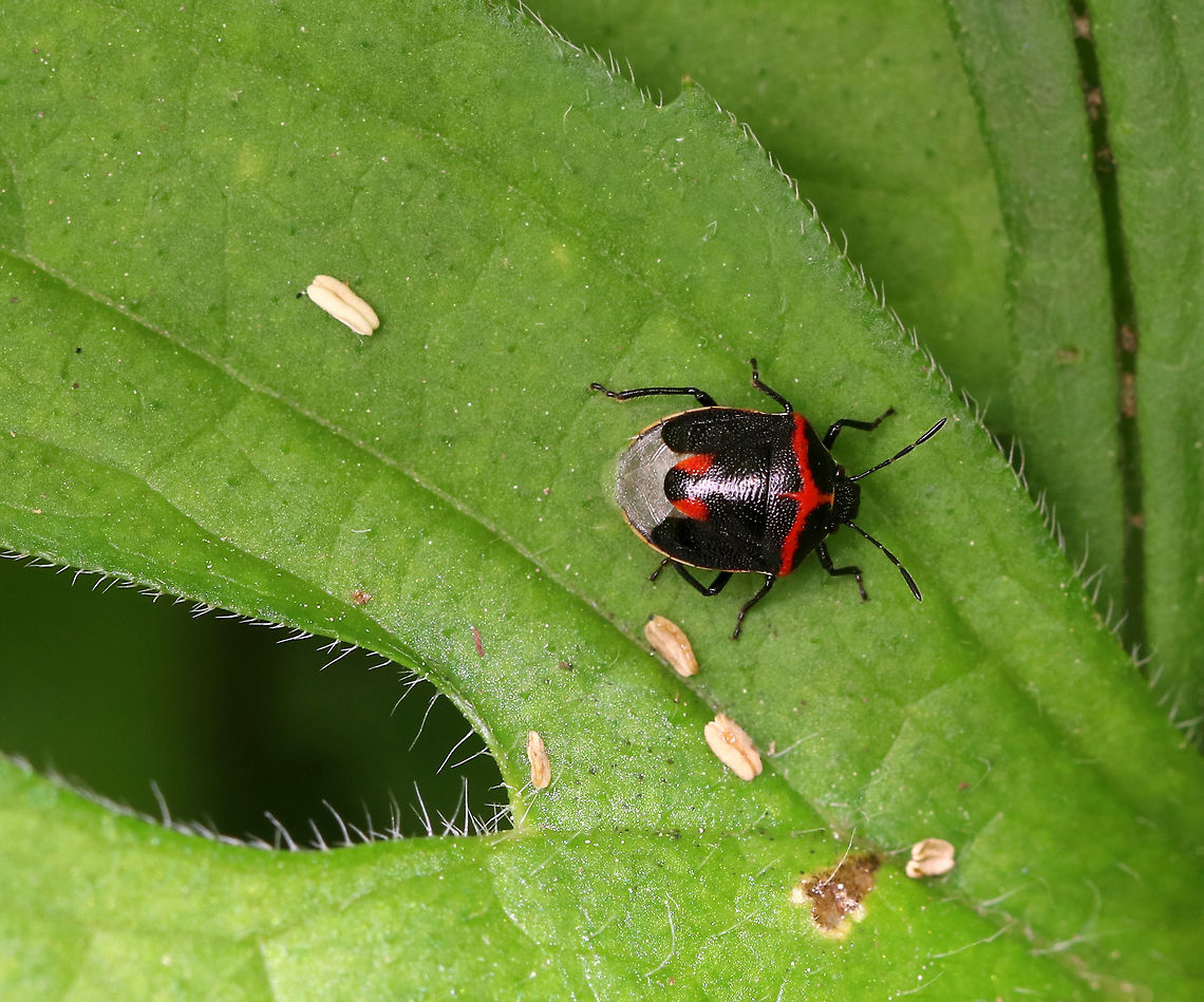 Wee Harlequin Bug - Cosmopepla lintneriana TL: 5-6 mm. These stinkbugs are very common on milkweed. Females lay eggs in clusters and guard them. Adults overwinter under leaf litter and emerge in early spring, as soon as the snow melts.<br />
<br />
Habitat: Rural garden<br />
<figure class="photo"><a href="https://www.jungledragon.com/image/85186/wee_harlequin_bug_-_cosmopepla_lintneriana.html" title="Wee Harlequin Bug - Cosmopepla lintneriana"><img src="https://s3.amazonaws.com/media.jungledragon.com/images/3232/85186_thumb.jpg?AWSAccessKeyId=05GMT0V3GWVNE7GGM1R2&Expires=1759968010&Signature=8JlGDEzY6B7kBzBPBIwIbiOmdrk%3D" width="114" height="152" alt="Wee Harlequin Bug - Cosmopepla lintneriana TL: 5-6 mm. These stinkbugs are very common on milkweed. Females lay eggs in clusters and guard them. Adults overwinter under leaf litter and emerge in early spring, as soon as the snow melts.<br />
<br />
Habitat: Rural garden<br />
https://www.jungledragon.com/image/85185/wee_harlequin_bug_-_cosmopepla_lintneriana.html Cosmopepla lintneriana,Geotagged,Summer,Twice-stabbed stink bug,United States" /></a></figure> Cosmopepla,Cosmopepla lintneriana,Geotagged,Summer,Twice-stabbed stink bug,United States,Wee Harlequin Bug,bug,stink bug