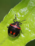 Wee Harlequin Bug - Cosmopepla lintneriana TL: 5-6 mm. These stinkbugs are very common on milkweed. Females lay eggs in clusters and guard them. Adults overwinter under leaf litter and emerge in early spring, as soon as the snow melts.<br />
<br />
Habitat: Rural garden<br />
https://www.jungledragon.com/image/85185/wee_harlequin_bug_-_cosmopepla_lintneriana.html Cosmopepla lintneriana,Geotagged,Summer,Twice-stabbed stink bug,United States