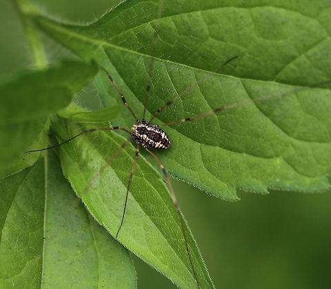 Eastern Harvestman - Leiobunum vittatum Harvestmen are arachnids, but are not spiders despite their resemblance. Easily recognized by their long legs, with the second pair acting like antennae that are very sensitive to the touch. Harvestmen have some unusual self-defense mechanisms - some species are able to spray a pungent scent as a defense mechanism. Other species practice self-amputation of a leg in order to distract a predator long enough for them to make an escape.

Habitat: Rural garden
https://www.jungledragon.com/image/85188/eastern_harvestman_-_leiobunum_vittatum.html Eastern Harvestman,Geotagged,Harvestman,Leiobunum vittatum,Striped Harvestman,Summer,United States,daddy longlegs
