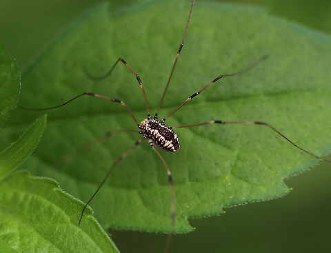 Eastern Harvestman - Leiobunum vittatum Harvestmen are arachnids, but are not spiders despite their resemblance. Easily recognized by their long legs, with the second pair acting like antennae that are very sensitive to the touch. Harvestmen have some unusual self-defense mechanisms - some species are able to spray a pungent scent as a defense mechanism. Other species practice self-amputation of a leg in order to distract a predator long enough for them to make an escape.

Habitat: Rural garden
https://www.jungledragon.com/image/85187/eastern_harvestman_-_leiobunum_vittatum.html
 Geotagged,Leiobunum vittatum,Summer,United States