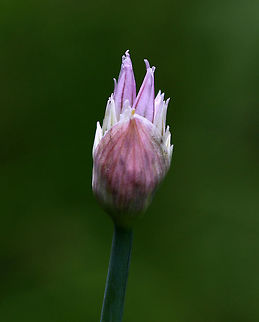 Wild Chives - Allium schoenoprasum Clusters of purple, globular flowers subtended by papery bracts atop tall, thin stems. Thin, green leaves that look like blades of grass. They were in various stages - some were old and dry, while others (like this one) were just starting to bloom.

This plant easily escapes gardens.

Habitat: Rural garden
https://www.jungledragon.com/image/85190/wild_chives_-_allium_schoenoprasum.html Allium schoenoprasum,Chives,Geotagged,Summer,United States,allium,chives