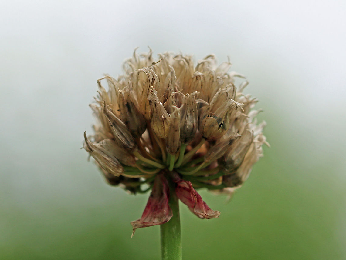 Wild Chives - Allium schoenoprasum Clusters of purple, globular flowers subtended by papery bracts atop tall, thin stems. Thin, green leaves that look like blades of grass. They were in various stages - some were old and dry, while others were just starting to bloom.<br />
<br />
This plant easily escapes gardens.<br />
<br />
Habitat: Rural garden<br />
<figure class="photo"><a href="https://www.jungledragon.com/image/85189/wild_chives_-_allium_schoenoprasum.html" title="Wild Chives - Allium schoenoprasum"><img src="https://s3.amazonaws.com/media.jungledragon.com/images/3232/85189_thumb.jpg?AWSAccessKeyId=05GMT0V3GWVNE7GGM1R2&Expires=1770854410&Signature=U8cvUsRS8gvdulkxKMxDu1fbjjU%3D" width="124" height="152" alt="Wild Chives - Allium schoenoprasum Clusters of purple, globular flowers subtended by papery bracts atop tall, thin stems. Thin, green leaves that look like blades of grass. They were in various stages - some were old and dry, while others (like this one) were just starting to bloom.<br />
<br />
This plant easily escapes gardens.<br />
<br />
Habitat: Rural garden<br />
https://www.jungledragon.com/image/85190/wild_chives_-_allium_schoenoprasum.html Allium schoenoprasum,Chives,Geotagged,Summer,United States,allium,chives" /></a></figure> Allium schoenoprasum,Chives,Geotagged,Summer,United States