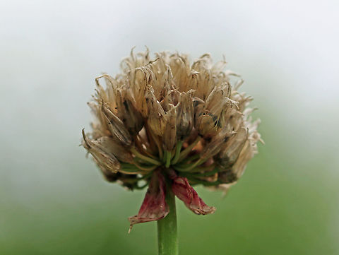 Wild Chives - Allium schoenoprasum Clusters of purple, globular flowers subtended by papery bracts atop tall, thin stems. Thin, green leaves that look like blades of grass. They were in various stages - some were old and dry, while others were just starting to bloom.

This plant easily escapes gardens.

Habitat: Rural garden
https://www.jungledragon.com/image/85189/wild_chives_-_allium_schoenoprasum.html Allium schoenoprasum,Chives,Geotagged,Summer,United States