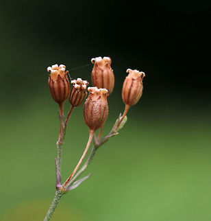 Unidentified Plant - Silene sp.? I don't know what this is, but I thought it was lovely.

Habitat: Rural garden Geotagged,Summer,United States
