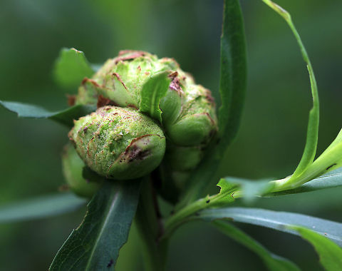 Rhopalomyia solidaginis - Goldenrod Bunch Gall Habitat: Growing on Solidago sp. near the edge of a pond.
https://www.jungledragon.com/image/85194/swollen_bud_galls.html
https://www.jungledragon.com/image/85193/swollen_bud_galls.html Geotagged,Rhopalomyia solidaginis,Summer,United States,bud gall,gall,galls,swollen bud gall