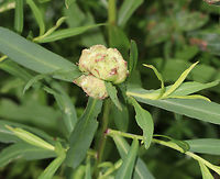 Rhopalomyia solidaginis - Goldenrod Bunch Gall Habitat: Growing on Solidago sp. near the edge of a pond.<br />
https://www.jungledragon.com/image/85192/swollen_bud_galls.html<br />
https://www.jungledragon.com/image/85194/swollen_bud_galls.html Geotagged,Rhopalomyia solidaginis,Summer,United States