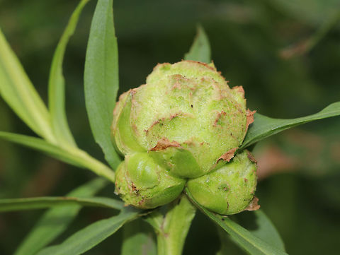 Rhopalomyia solidaginis - Goldenrod Bunch Gall Habitat: Growing on Solidago sp. near the edge of a pond.
https://www.jungledragon.com/image/85192/swollen_bud_galls.html
https://www.jungledragon.com/image/85193/swollen_bud_galls.html Geotagged,Rhopalomyia solidaginis,Summer,United States