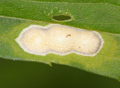 White Rust - Albugo candida White Rust is often categorized as a fungus, but is in fact an oomycete. Oomycetes are fungus-like, eukaryotic microorganisms.

It infects Brassicaceae species and cause diseases (white blister rust). I spotted this rust on a plant in a rural garden.

https://www.jungledragon.com/image/85200/white_rust_-_albugo_candida.html Albugo candida,Geotagged,Summer,United States,oomycete,rust