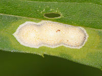 White Rust - Albugo candida White Rust is often categorized as a fungus, but is in fact an oomycete. Oomycetes are fungus-like, eukaryotic microorganisms.<br />
<br />
It infects Brassicaceae species and cause diseases (white blister rust). I spotted this rust on a plant in a rural garden.<br />
<br />
https://www.jungledragon.com/image/85200/white_rust_-_albugo_candida.html Albugo candida,Geotagged,Summer,United States,oomycete,rust
