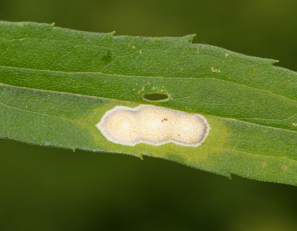 White Rust - Albugo candida White Rust is often categorized as a fungus, but is in fact an oomycete. Oomycetes are fungus-like, eukaryotic microorganisms.<br />
<br />
It infects Brassicaceae species and cause diseases (white blister rust). I spotted this rust on a plant in a rural garden.<br />
<figure class="photo"><a href="https://www.jungledragon.com/image/85199/white_rust_-_albugo_candida.html" title="White Rust - Albugo candida"><img src="https://s3.amazonaws.com/media.jungledragon.com/images/3232/85199_thumb.jpg?AWSAccessKeyId=05GMT0V3GWVNE7GGM1R2&Expires=1759968010&Signature=J0RVyHDHYLX%2FZt9cF8Q9p5unKwM%3D" width="200" height="148" alt="White Rust - Albugo candida White Rust is often categorized as a fungus, but is in fact an oomycete. Oomycetes are fungus-like, eukaryotic microorganisms.<br />
<br />
It infects Brassicaceae species and cause diseases (white blister rust). I spotted this rust on a plant in a rural garden.<br />
<br />
https://www.jungledragon.com/image/85200/white_rust_-_albugo_candida.html Albugo candida,Geotagged,Summer,United States,oomycete,rust" /></a></figure> Albugo candida,Geotagged,Summer,United States