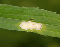 White Rust - Albugo candida White Rust is often categorized as a fungus, but is in fact an oomycete. Oomycetes are fungus-like, eukaryotic microorganisms.<br />
<br />
It infects Brassicaceae species and cause diseases (white blister rust). I spotted this rust on a plant in a rural garden.<br />
https://www.jungledragon.com/image/85199/white_rust_-_albugo_candida.html Albugo candida,Geotagged,Summer,United States