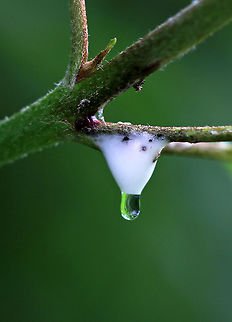 Dogwood Spittlebug Nymph - Clastoptera proteus Spittlebug nymphs use their mouthparts to suck amino acids out of plant sap.  The nymphs excrete excess sap from their anus, and thus create masses of frothy "spit" by pumping air into the sugary, sticky liquid. So, they basically produce butt spit.

Habitat: Dogwood (Cornus sp.)

**In hindsight, I probably should have pulled the insect out of the spit for a photo since it isn't documented on JD, but I didn't want to disturb it.
https://www.jungledragon.com/image/85202/dogwood_spittlebug_nymph_-_clastoptera_proteus.html Geotagged,Summer,United States,dogwood,froghopper nymph,nymph,spit,spittlebug